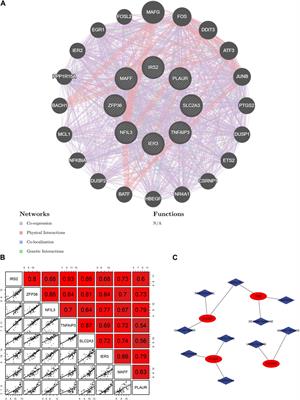 Comprehensive analysis of hypoxia-related genes in diagnosis and immune infiltration in acute myocardial infarction: based on bulk and single-cell RNA sequencing data